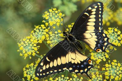 the ecuadorian butterfly the ecuadorian butterfly