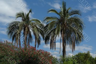 two palm trees