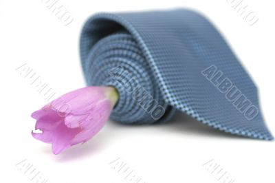 Lilac flower and blue tie on a white background