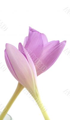 Two lilac flowers on a white background