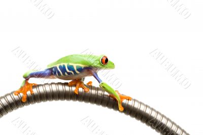 frog climbing on tube isolated white