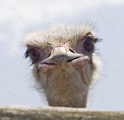 ostrich