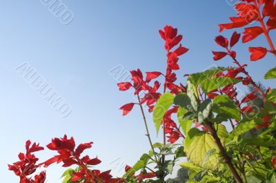 flower on blue sky