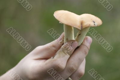 mushroom