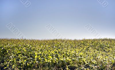 Cornfield