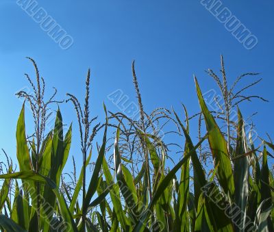 cornfield