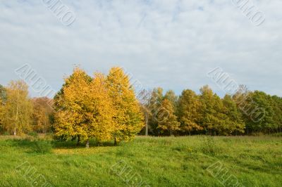 yellow trees in a green field