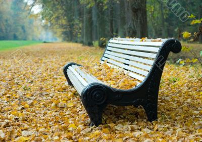 bench in a autumn park