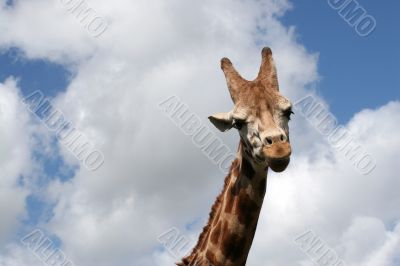 A giraffe