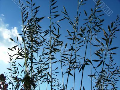 Grass stems