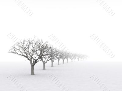 trees in misty haze