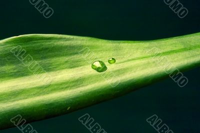 plant with transparent a drop