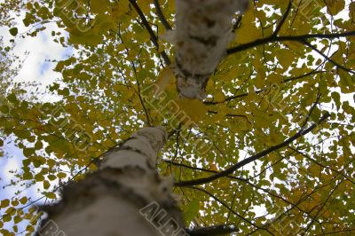 yellow foliage