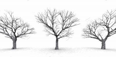 trees in a winter day