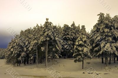 winter coniferous forest