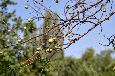 dried-up apple-tree