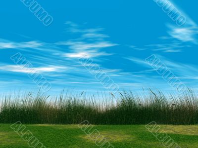 grass grass