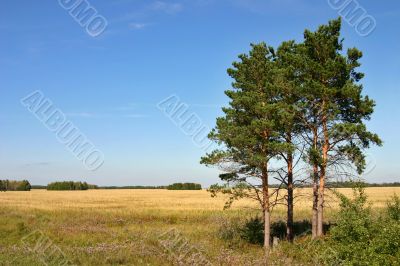 pine-trees pine-trees