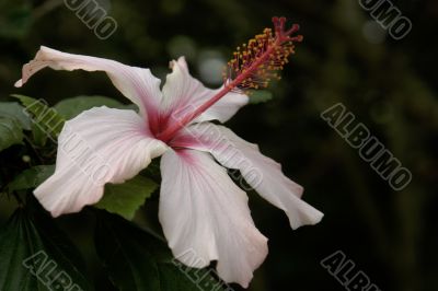 the ecuadorian flower