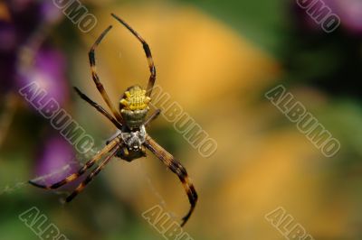 the ecuadorian spider the ecuadorian spider