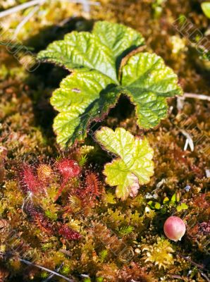 Vegetation on a bog