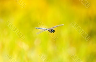 dragonfly in flight
