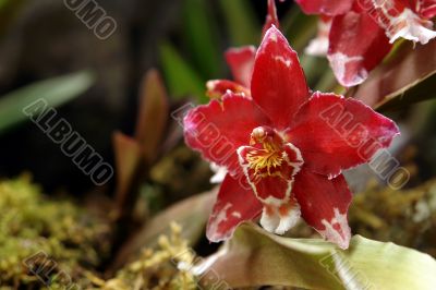 the amazonian orchid flower the amazonian orchid flower