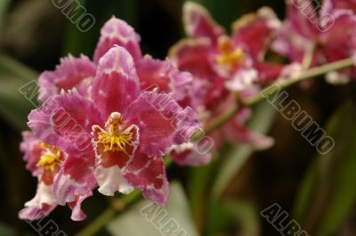 the amazonian orchid flower