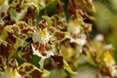 the amazonian orchid flower