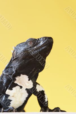 Spiny Tailed Iguana