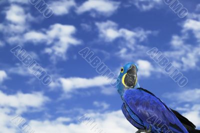 Hyacinth Macaw