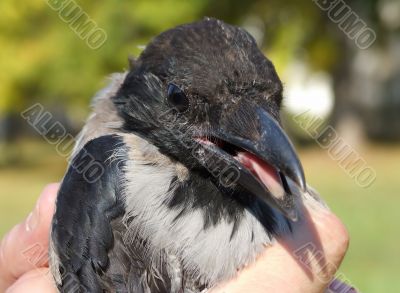 Nestling is crow in the hands