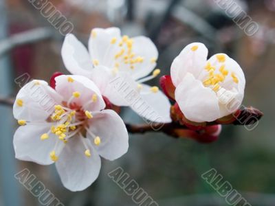 blossoming apricot