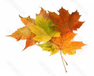 group of maple leaves #3