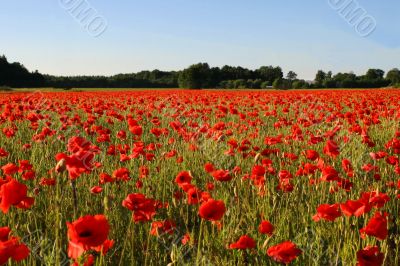 Field with poppies Field with poppies