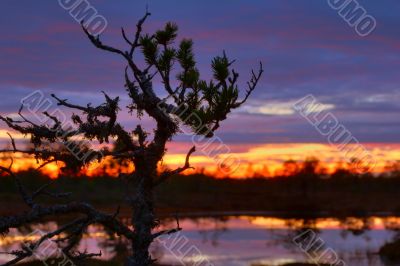 Sunrise on bogs Sunrise on bogs
