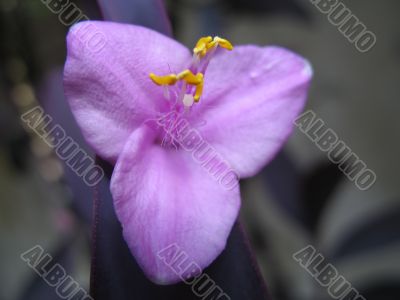 small violet blossom