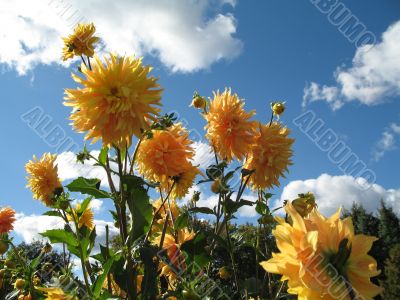 dahlia with the sky in the background