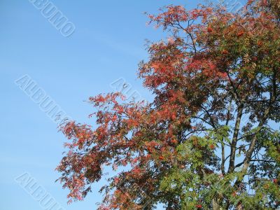 tree in the autumn with the sky in the background