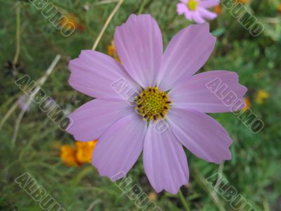light vioet flower