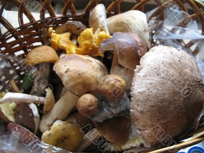 mushrooms in the basket