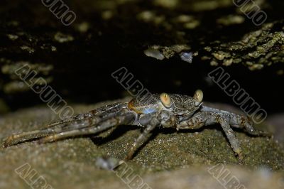 the ecuadorian crab in the cave on pacific ocean
