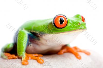 frog closeup