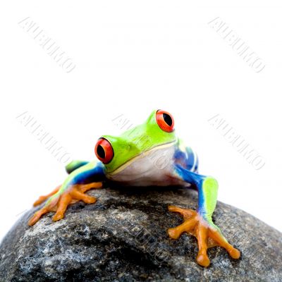 frog on rock