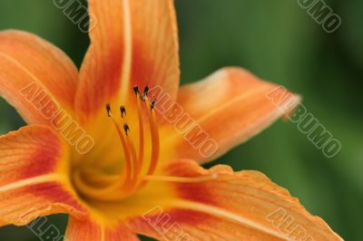 orange daylily