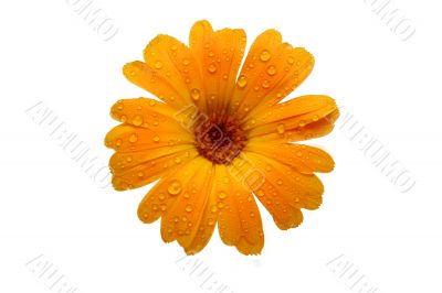 yellow wet gerber daisy over white