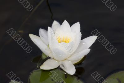 Water lily after a rain