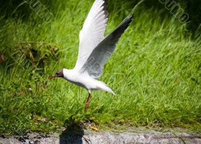 Flight of the seagull