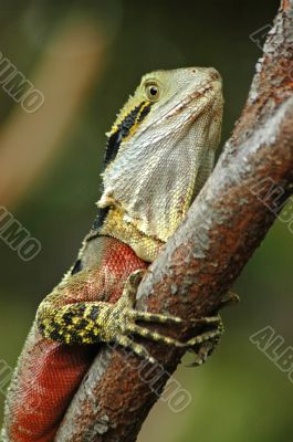 Colorful lizard on a tree close-up.