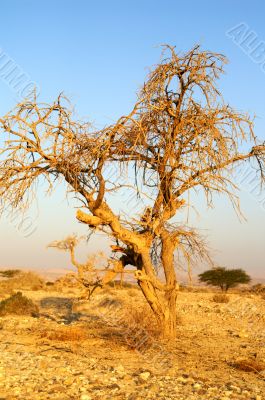 Desert landscape